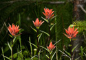 Castilleja rhexifolia